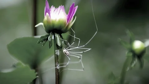 Daddy Long Leg Spider Seeking Shelter Under Flower Vídeos de archivo 87616664