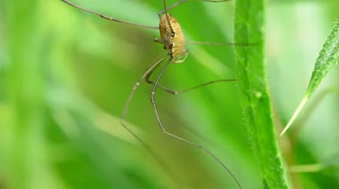 Daddy Long Legs Stock Footage 11144662