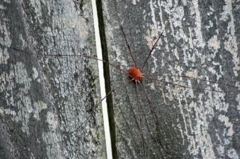 Daddy Long Legs Stock Photos