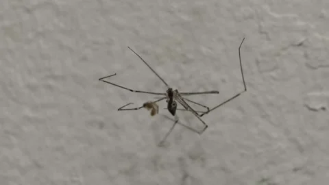 A daddy long-legs spider 動画素材 339755143
