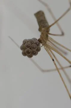 Daddy long-legs spider Pholcus phalangioides with her egg laying. Stock Photos