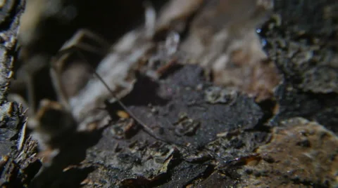 Daddy Long Legs Spider on Tree Macro Close Up Shot, HD Stock Footage 63452071