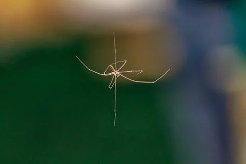 Daddy Long Legs Spider on Web - July 23, 2011 Stock Photos