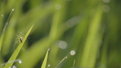 Daddy-long-legs spider in wet green grass 4K footage 動画素材 195299330