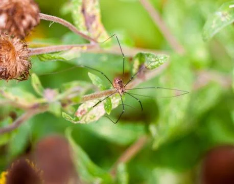 Daddy long legs spider in the wild Pholcidae Foto stock