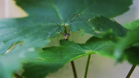Daddy Longlegs Closeup 02 Video stock 8565699