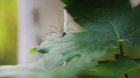 Daddy Longlegs Closeup 03 Video stock 8565698