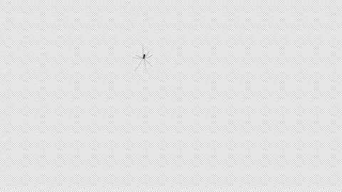 Daddy Longlegs Crawling over Lense 3D Animation with Alpha Channel Transpare Stock Footage 300845154
