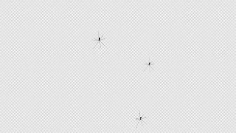 Daddy Longlegs Crawling over Lense 3D Animation with Alpha Channel Transpare Stock Footage 300845157