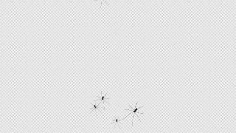 Daddy Longlegs Crawling over Lense 3D Animation with Alpha Channel Transpare Stock Footage 300845169