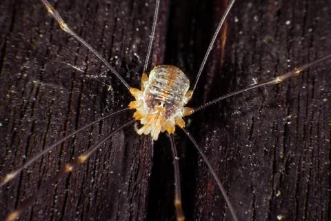 Daddy longlegs Stock Photos