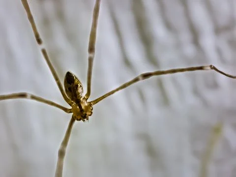 Daddy's long-legged spider (Pholcus phalangioides) or long-bodied barn spider Stock Photos