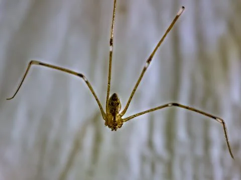 Daddy's long-legged spider (Pholcus phalangioides) or long-bodied barn spider Stock-Fotos