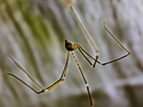 Daddy's long-legged spider (Pholcus phalangioides) or long-bodied barn spider Stock Photos