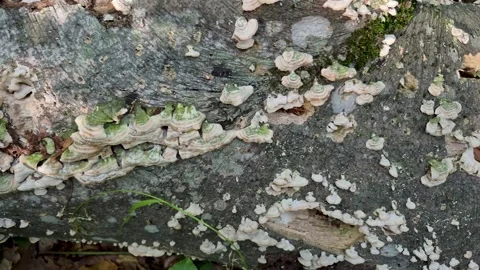 Daedalea quercina on an old stump in the forest Video stock 316595290