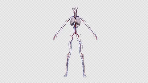 Daemon cardio vascular rotation 360 degree. Vidéo 232913286