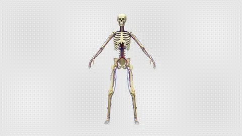 Daemon cardio vascular rotation 360 degree. Stockbeeldmateriaal 232913292