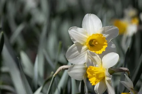 Daffodil 1 Stock Photos