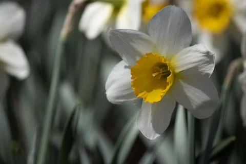 Daffodil 2 Stock Photos