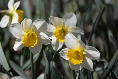 Daffodil 3 Stock-Fotos