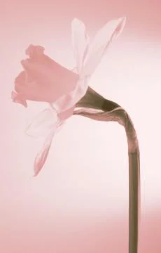 Daffodil abstract Stock Photos