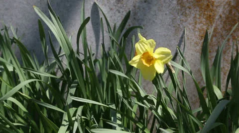 Daffodil along a border Stock Footage 22732626