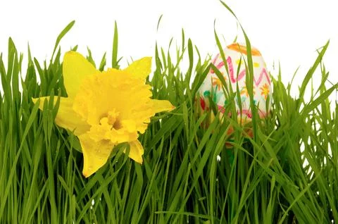 Daffodil and easter egg Stock Photos
