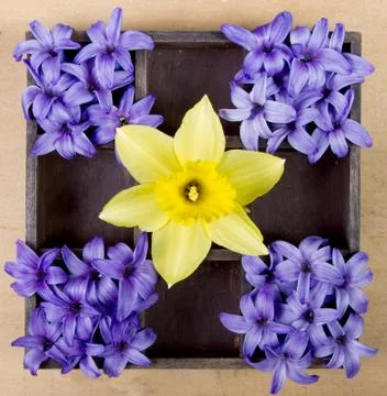 Daffodil and hyacinth pattern Stock Photos