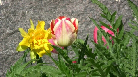Daffodil and tulip Stock Footage 377577