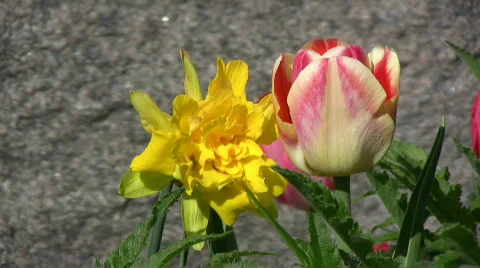 Daffodil and tulip Stock Footage 377593