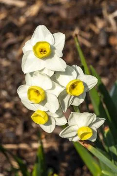 Daffodil 'Avalanche' 库存照片