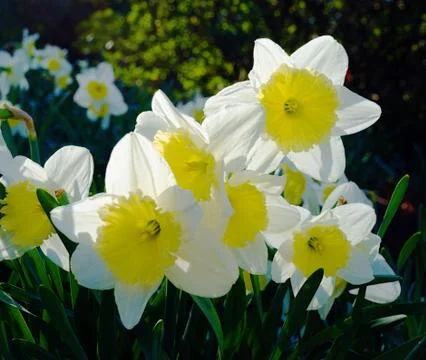 Daffodil backlit Stock Photos