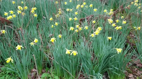 Daffodil bank Stock Footage 179013711