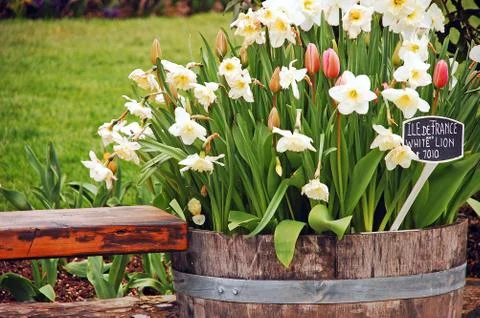 Daffodil barrel planter Foto stock