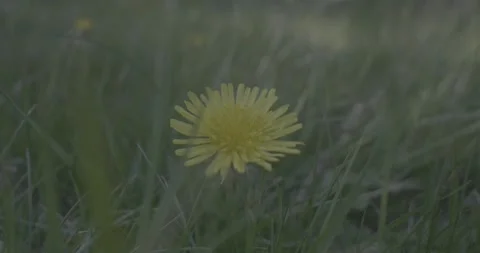 Daffodil in a bed of grass, overcast, windy, 4k, VLOG, 24fps Stock Footage 277227192