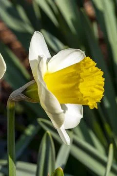 Daffodil 'Bell Rock' Stock Photos