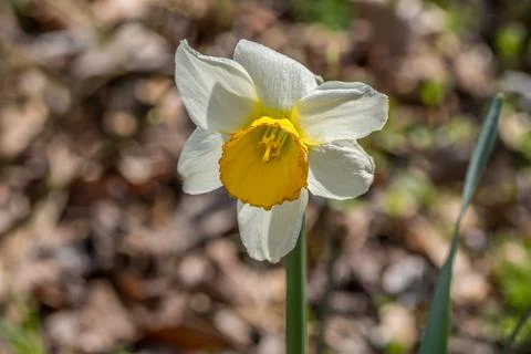 Daffodil in bloom closeup Stock Photos