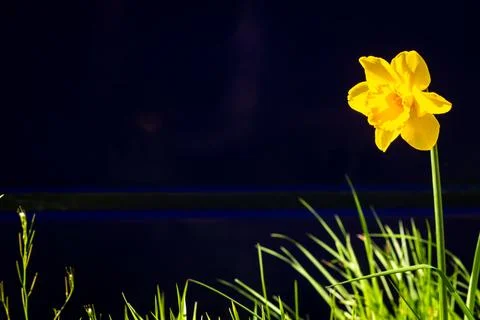 Daffodil in bloom Stock Photos