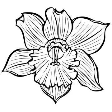 Daffodil blooming flower front view line art Stock Illustration