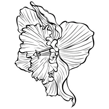 Daffodil blooming flower side view line art Stock Illustration