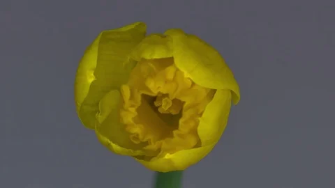 Daffodil blooming Stock Footage 93781218