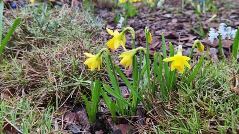 Daffodil Blooming Symbolizing Spring Renewal And Hope Stock Footage 333093933