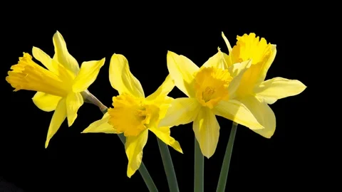 Daffodil blooming timelapse on black background Stock Footage 106557833