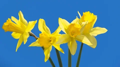 Daffodil blooming timelapse on bluescreen blue background Stock Footage 106558991