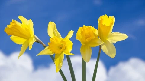 Daffodil blooming timelapse clouds and sky in background Stock Footage 106560497