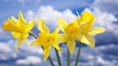 Daffodil blooming timelapse clouds sky background Stock Footage 106559953
