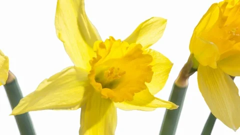 Daffodil blooming timelapse on white background Stock Footage 107042204
