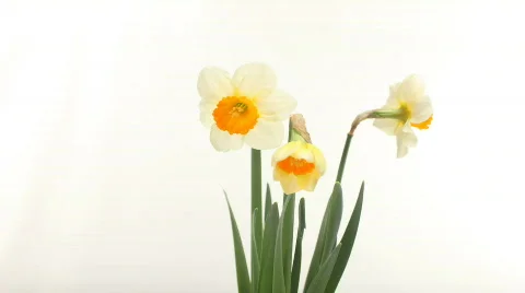 Daffodil Blooming on a White Background. Time Lapsed Footage Stock Footage 697063