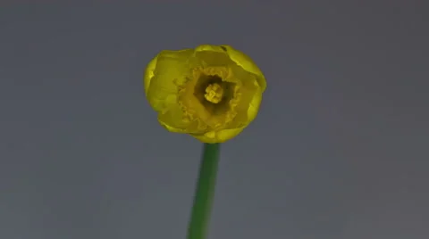 Daffodil Blooming - Wide Shot 스톡 동영상 54052852