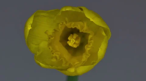 Daffodil Blossoming - Time Lapse Video stock 54053132